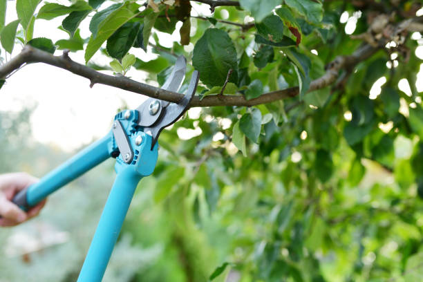 Tree Branch Trimming in West View, PA